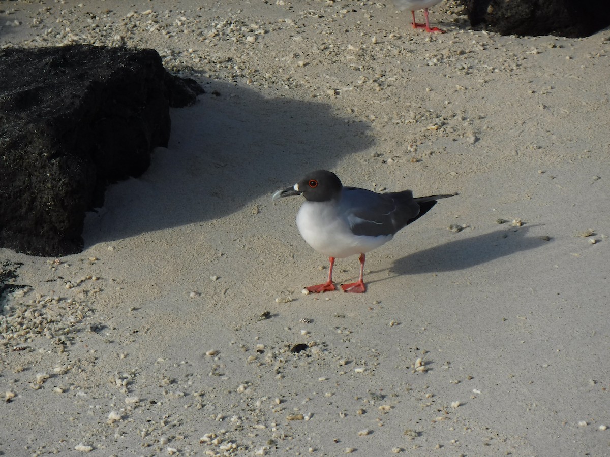 Swallow-tailed Gull - ML194198241