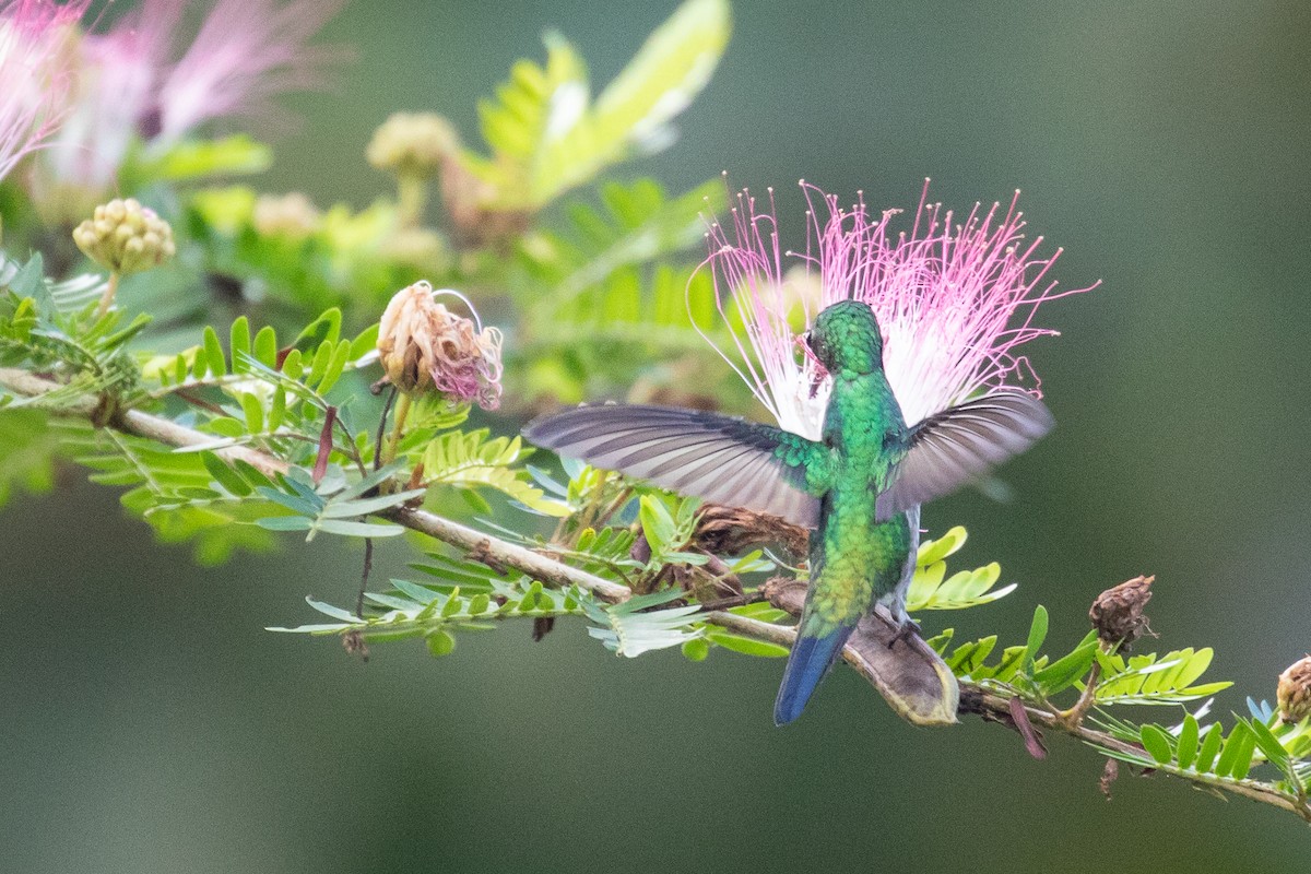 Sapphire-throated Hummingbird - Ken Chamberlain