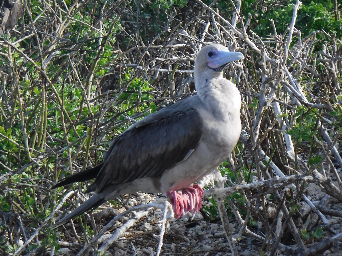 Red-footed Booby - ML194198441