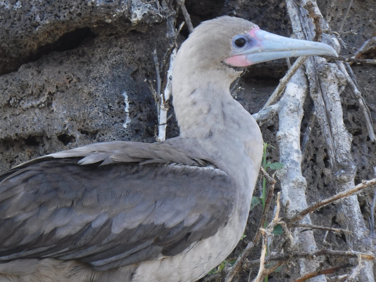 Red-footed Booby - ML194198591