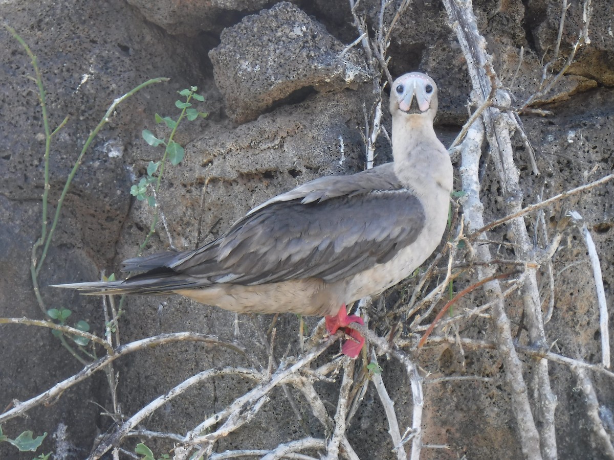Red-footed Booby - Jenna Atma