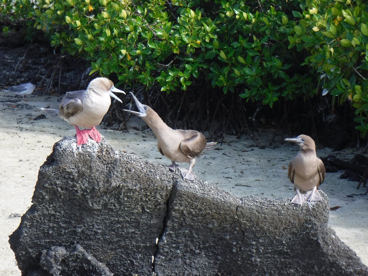 Red-footed Booby - ML194199061