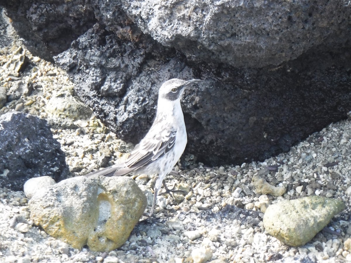 Galapagos Mockingbird - ML194199731