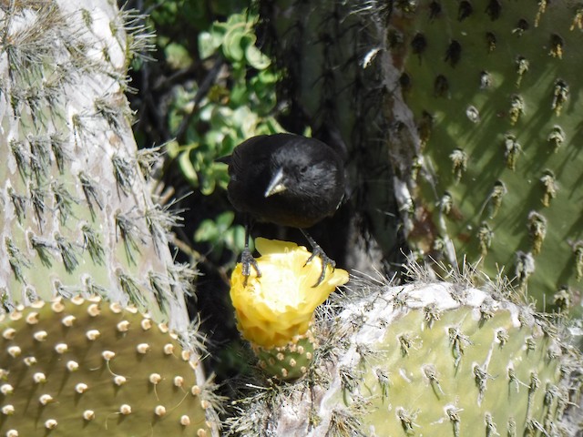 ヘノベササボテンフィンチ Ebird