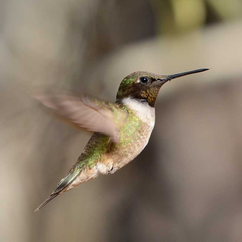 Ruby-throated Hummingbird - Jay Wilbur