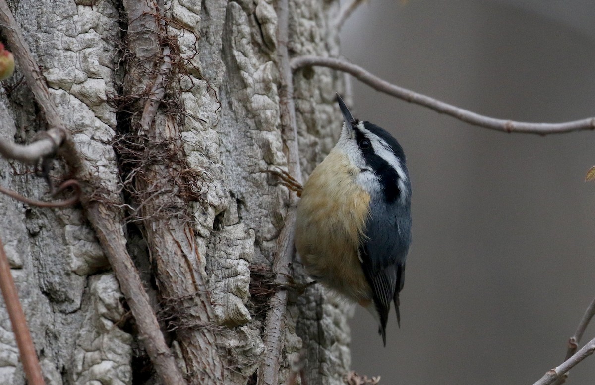 Red-breasted Nuthatch - Jay McGowan