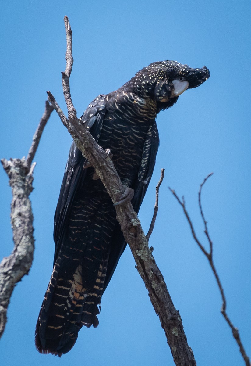 Red-tailed Black-Cockatoo - Gillie Matthew