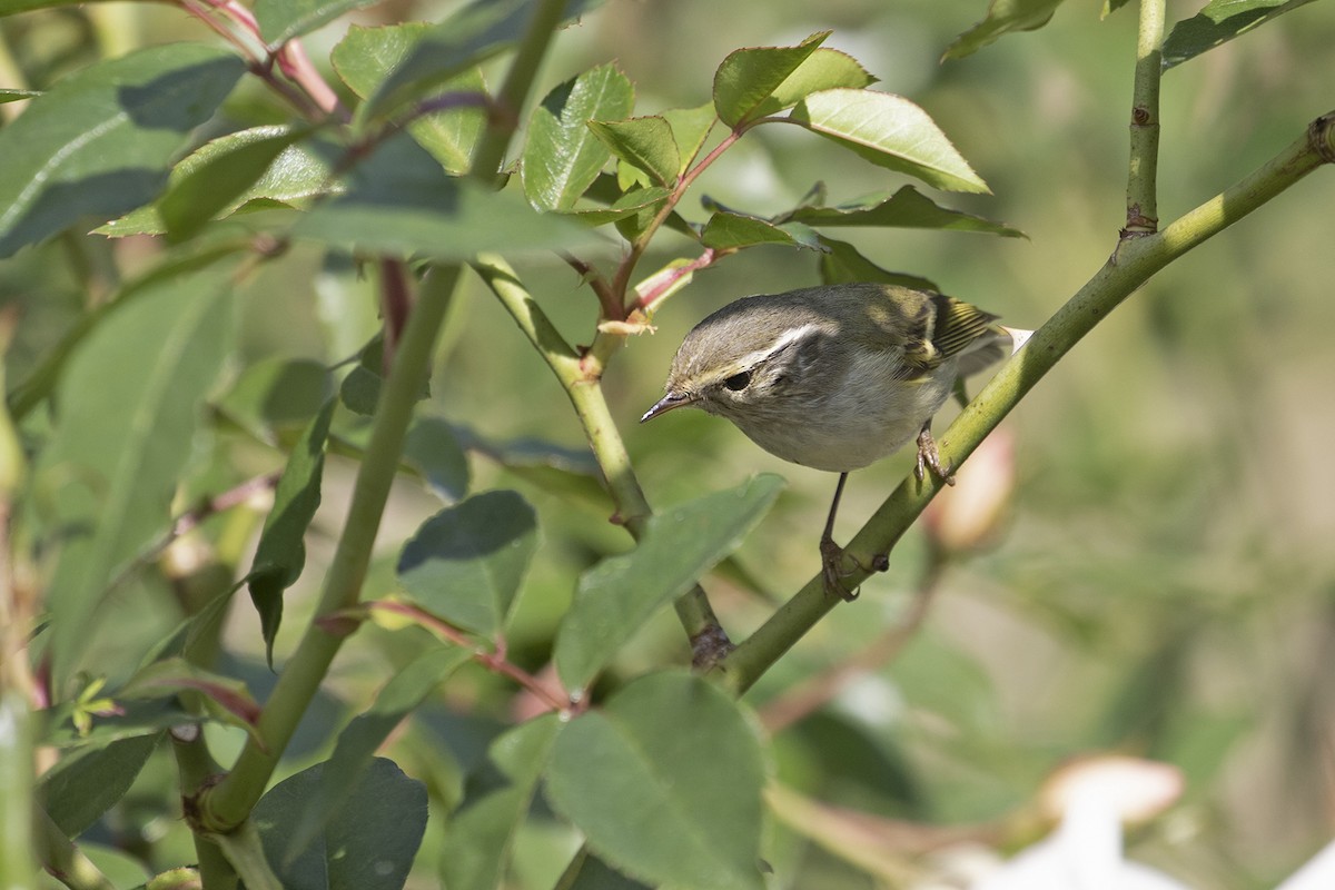 Hume's Warbler - Charley Hesse TROPICAL BIRDING