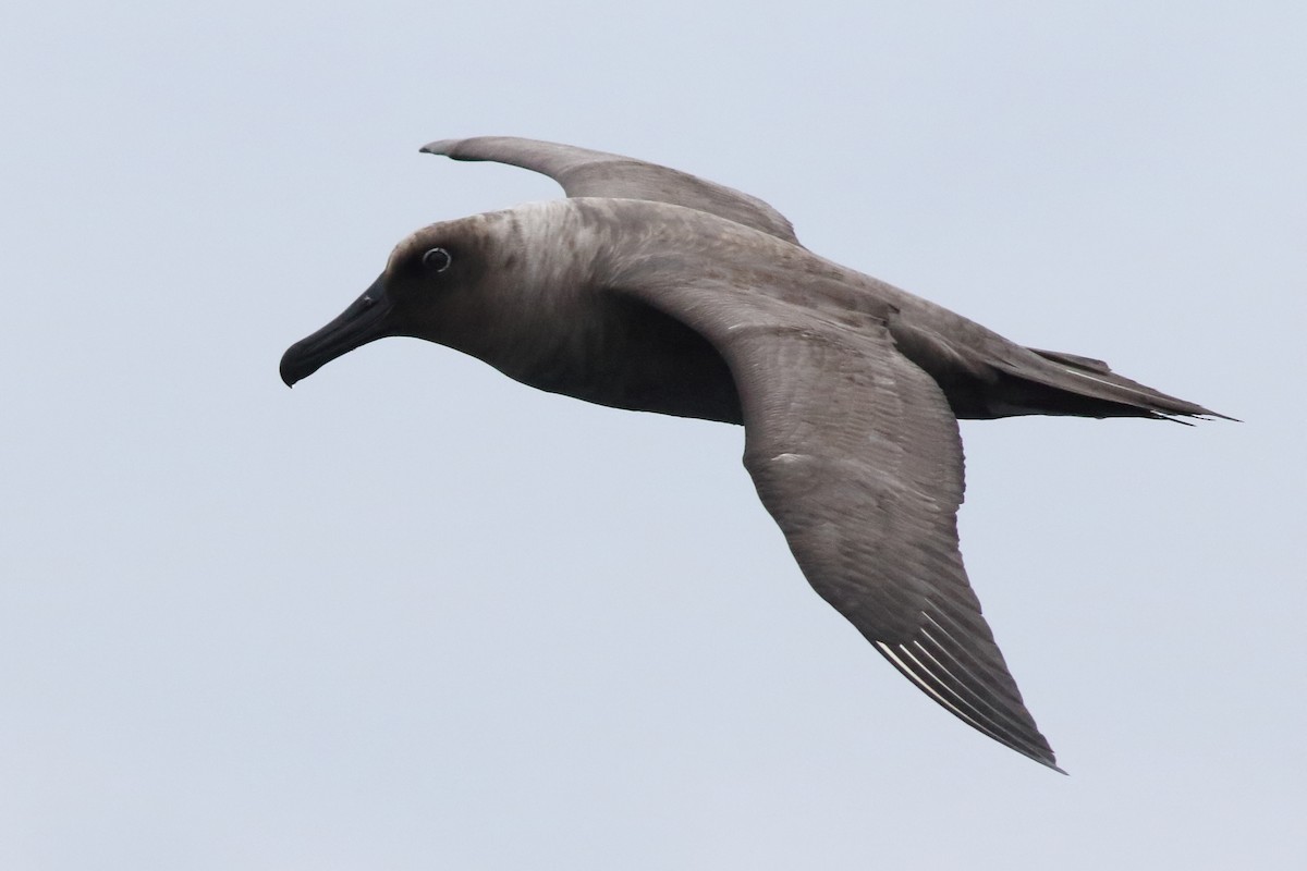 albatros hnědý - ML194208561