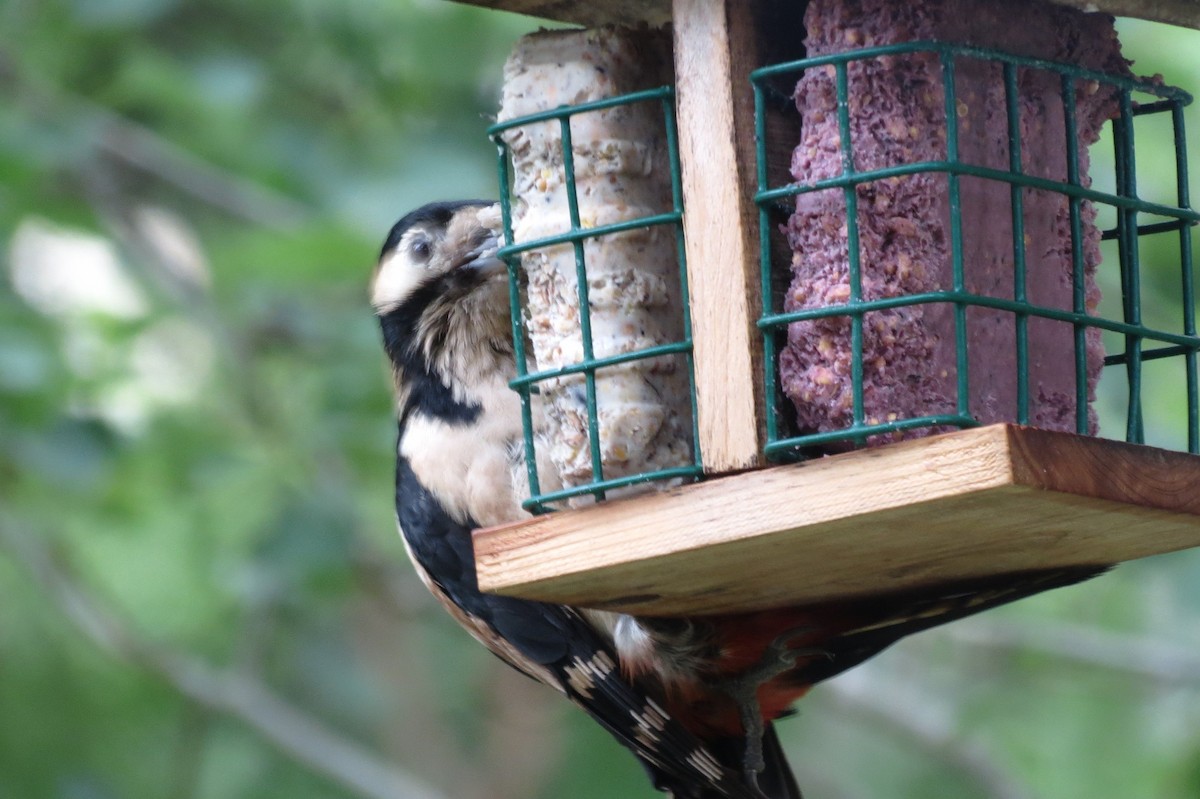 Great Spotted Woodpecker - Pam Griffin