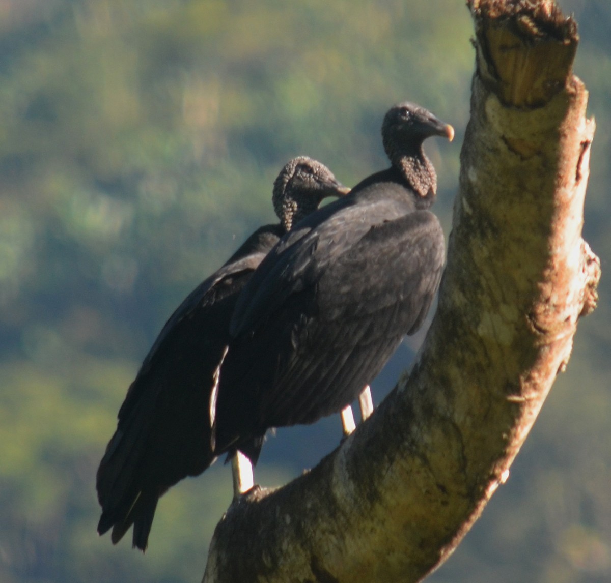 Black Vulture - Leonardo Duque