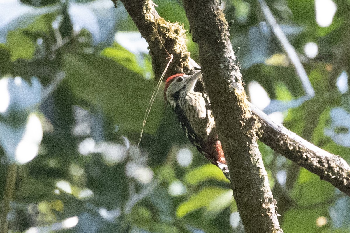 Stripe-breasted Woodpecker - Charley Hesse TROPICAL BIRDING
