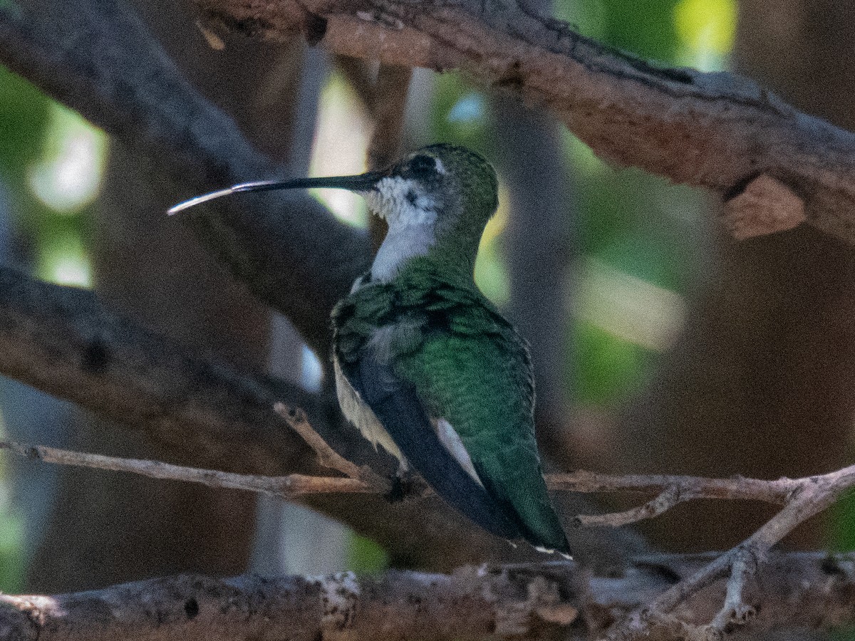 Ruby-throated Hummingbird - ML194212941