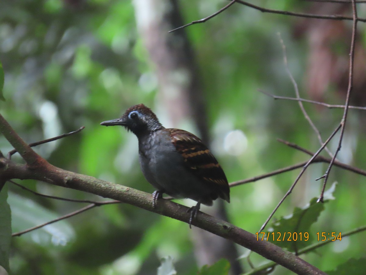 Wing-banded Antbird - ML194215201