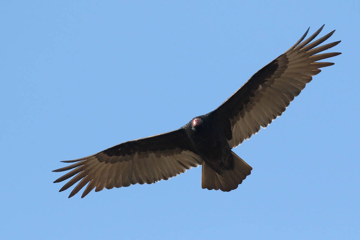 Turkey Vulture - ML194222671