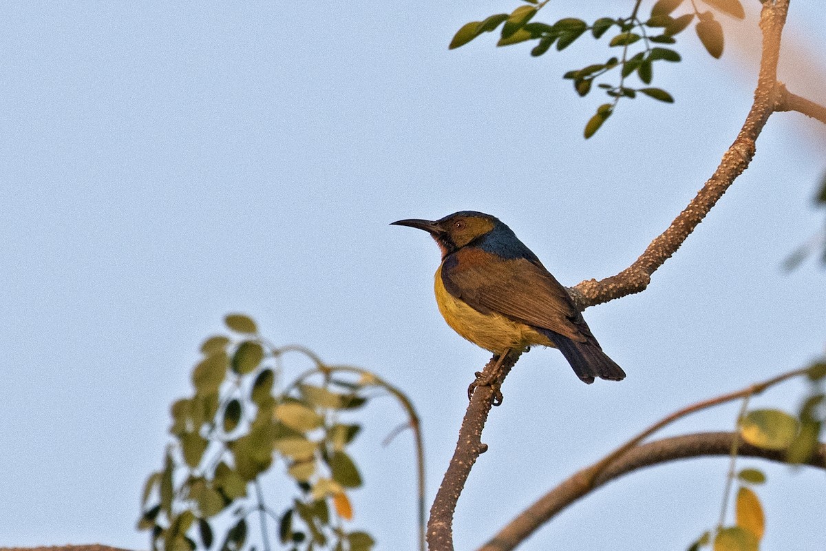 Brown-throated Sunbird - ML194223161