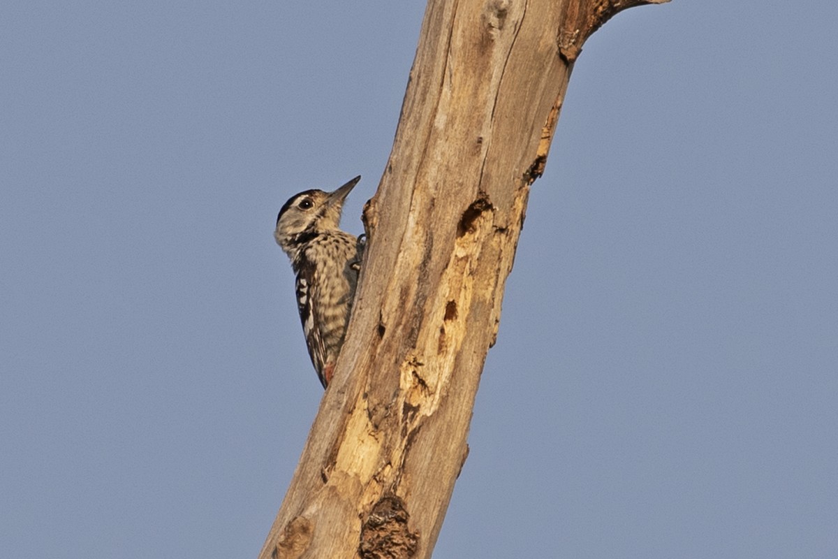 Freckle-breasted Woodpecker - ML194224751