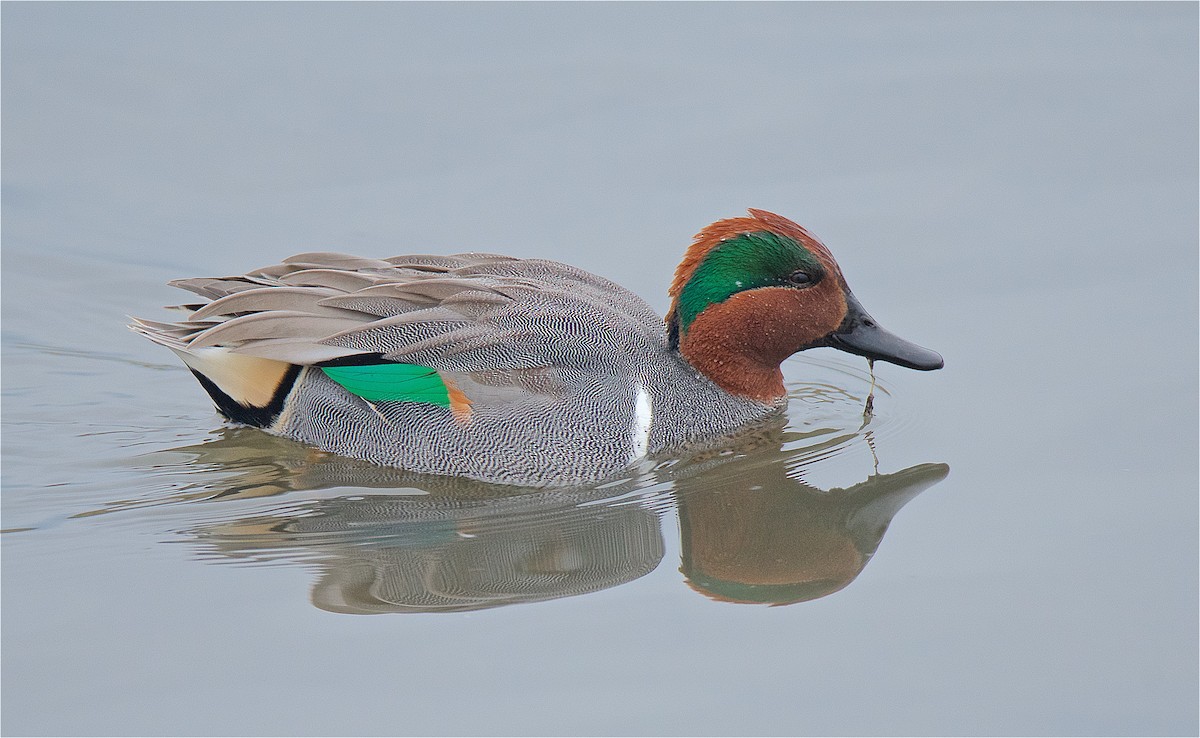 Green-winged Teal - ML194224821