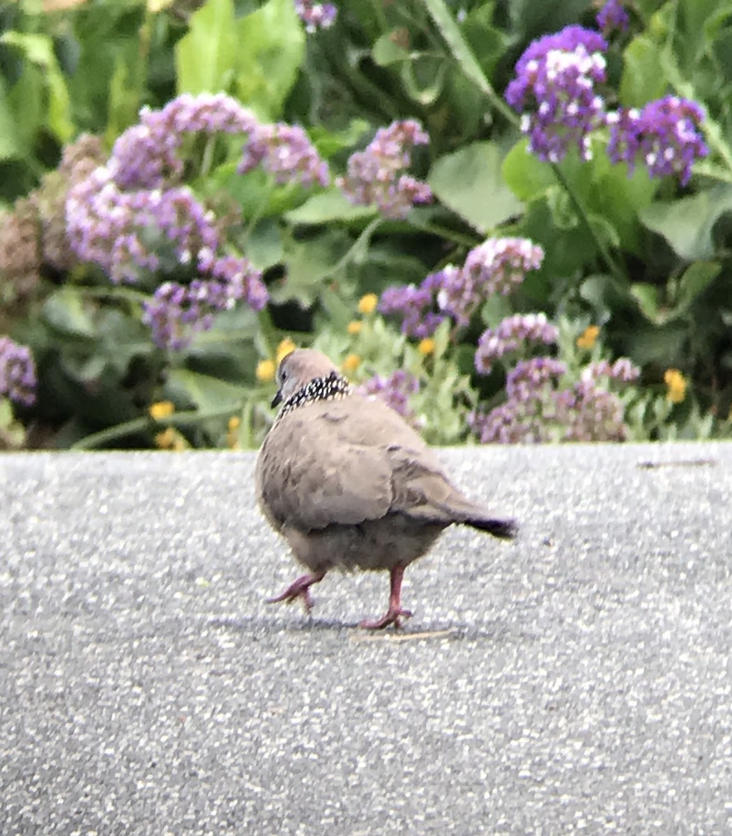 Spotted Dove - ML194225081