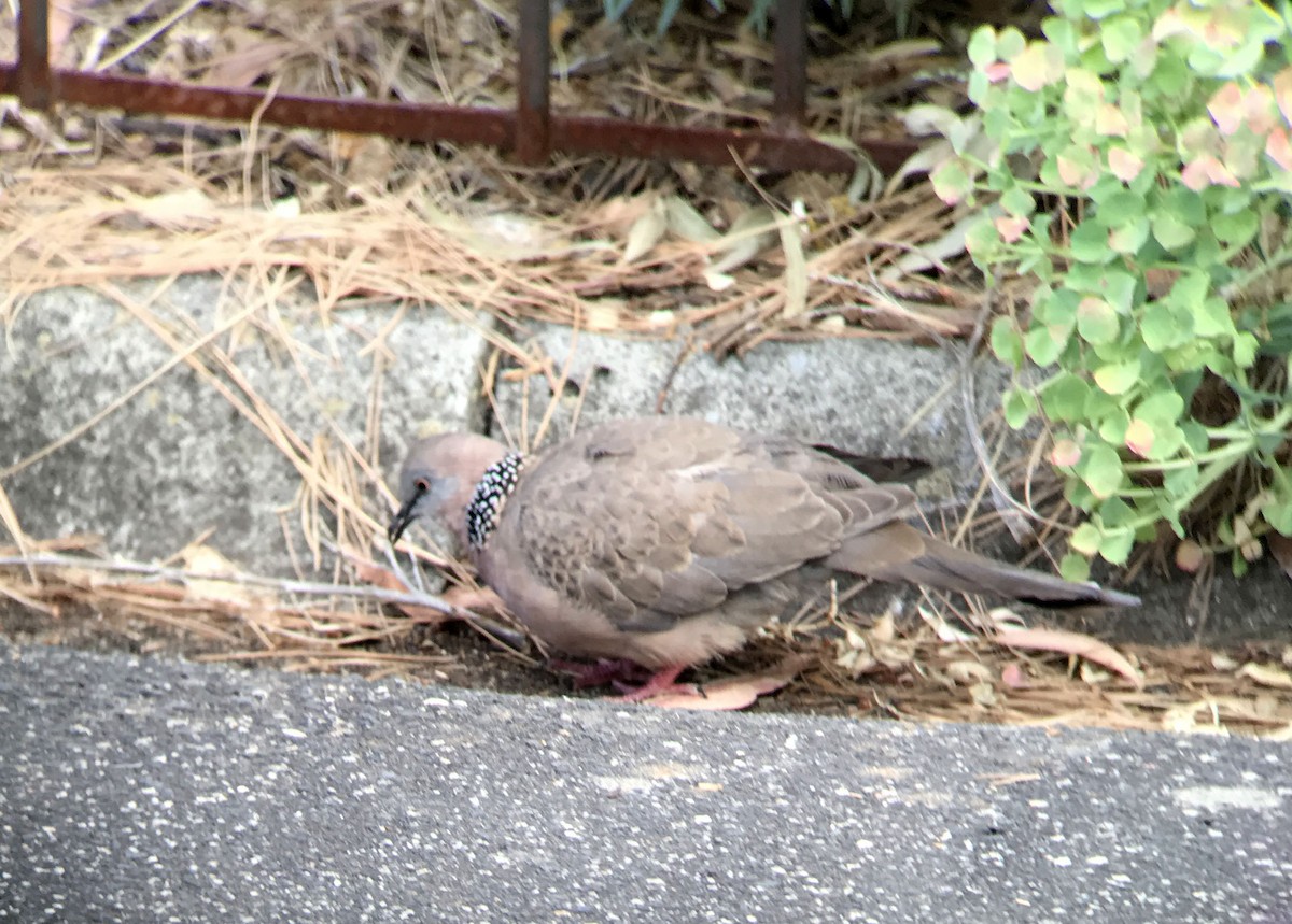 Spotted Dove - ML194225111