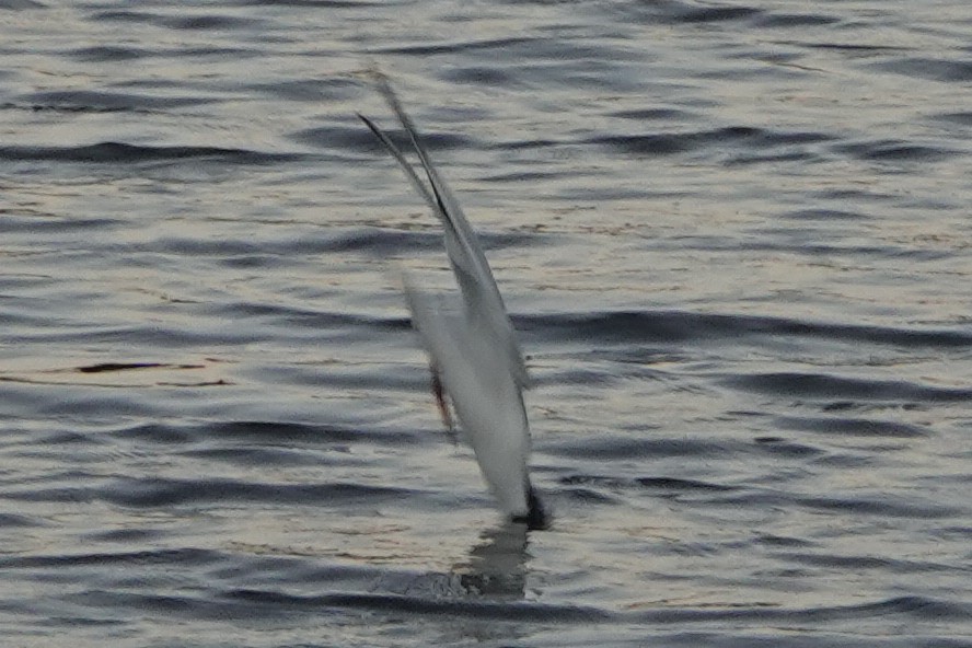 Common Tern - ML194226361
