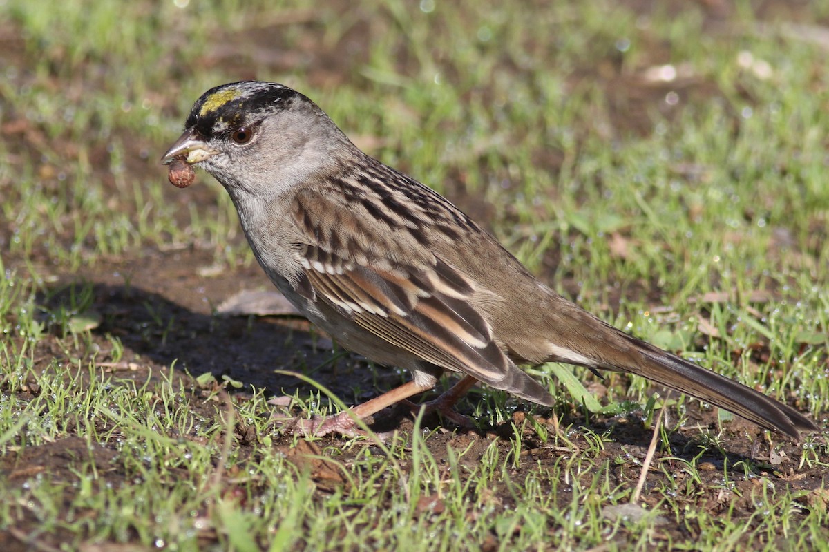 Golden-crowned Sparrow - Gil Ewing