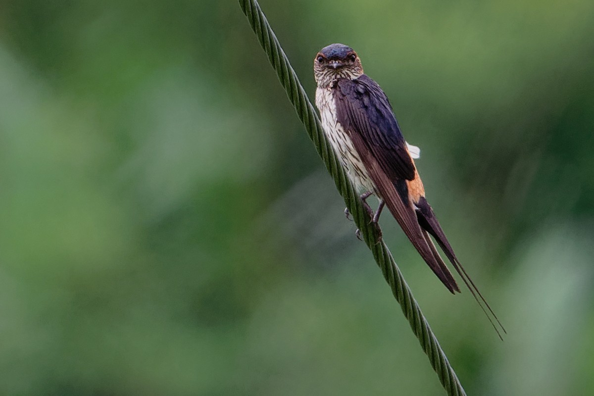 Red-rumped Swallow (Red-rumped) - ML194238641