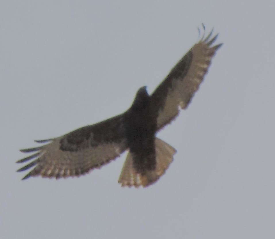 Red-tailed Hawk - ML194242211