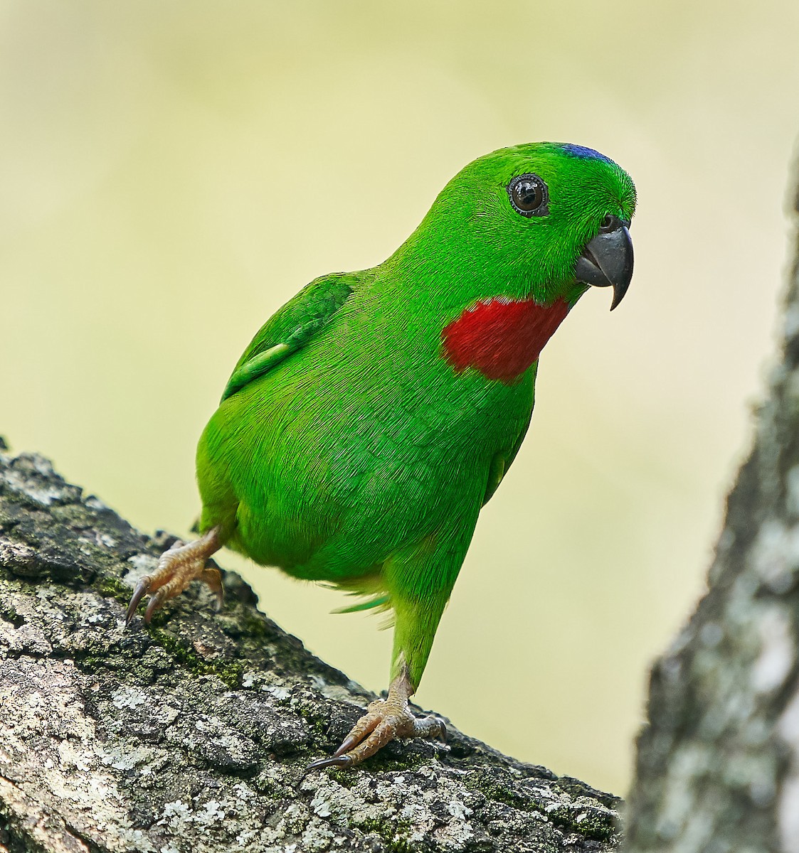 Blue-crowned Hanging-Parrot - Steven Cheong
