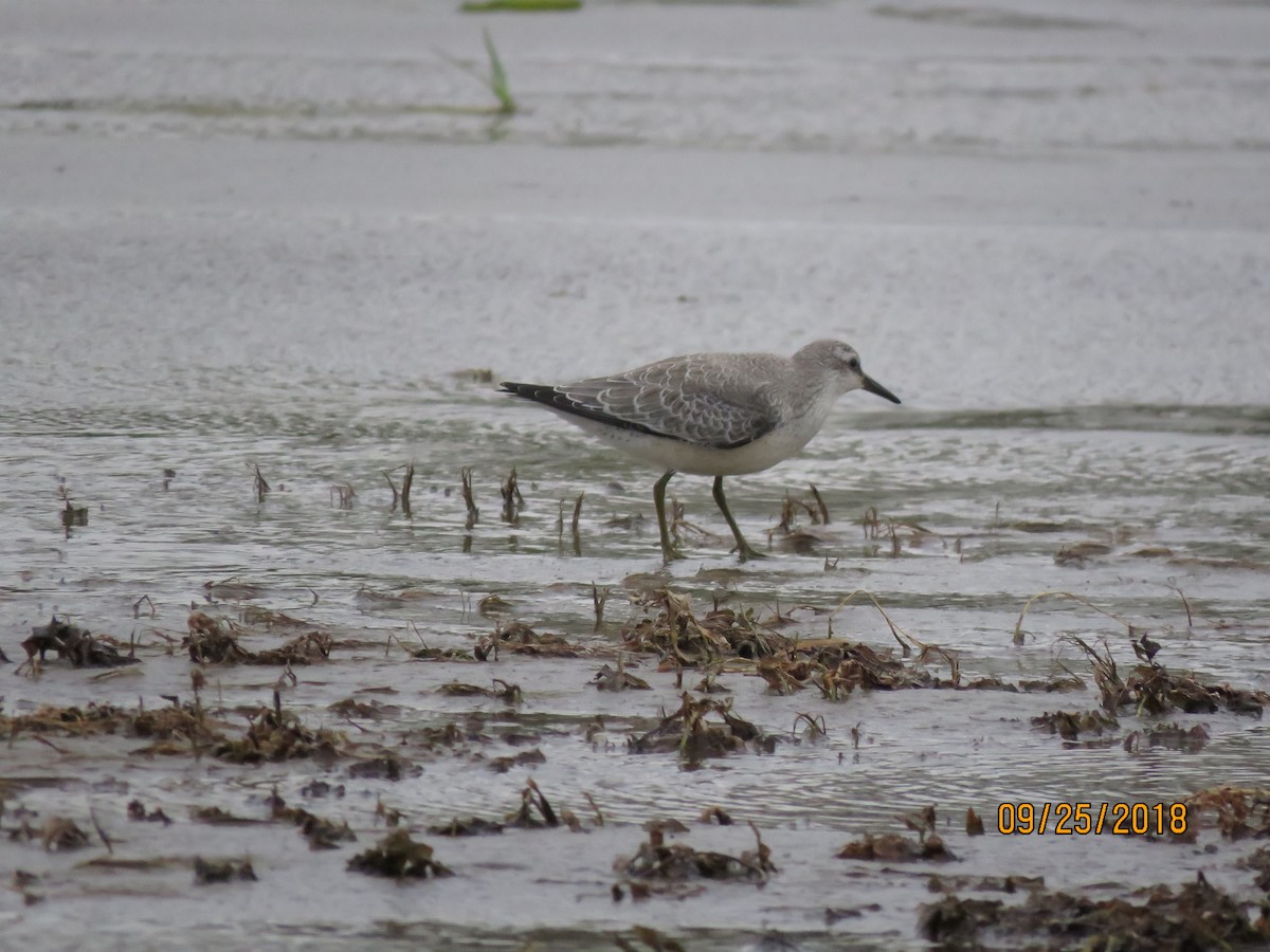 Red Knot - ML194245911