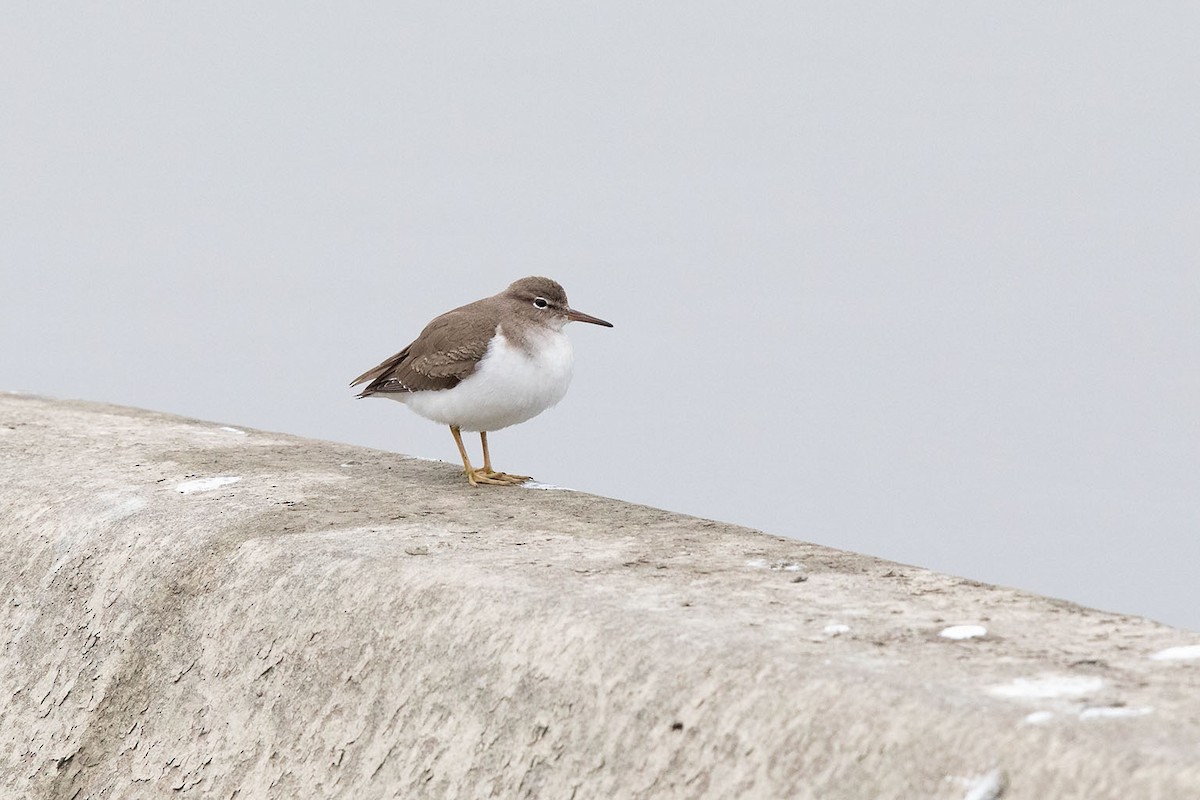 Spotted Sandpiper - Mike Cameron