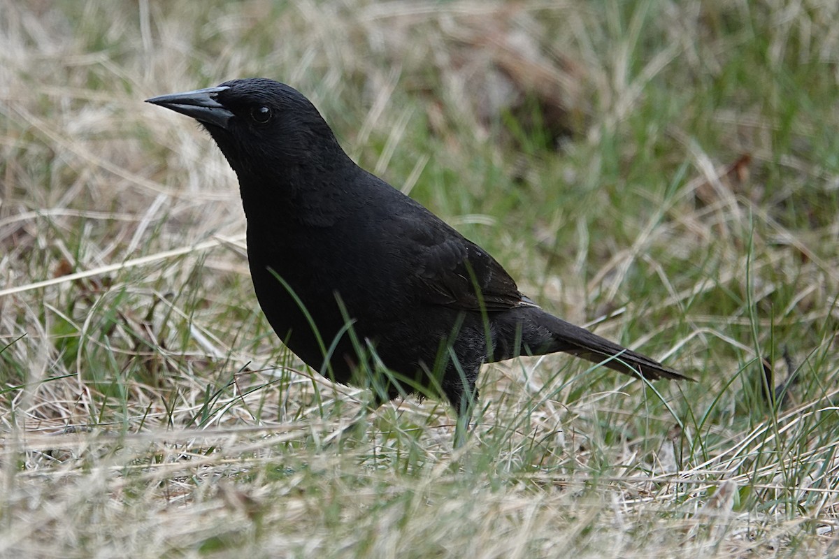 Austral Blackbird - ML194248031
