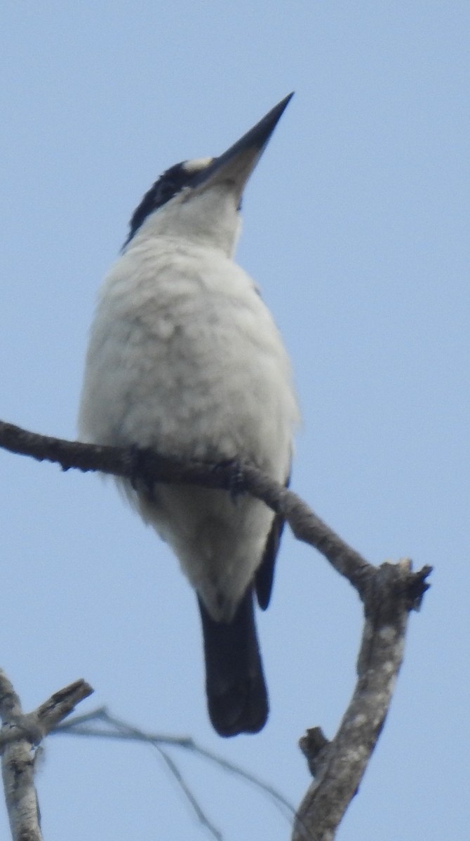Forest Kingfisher - ML194249501