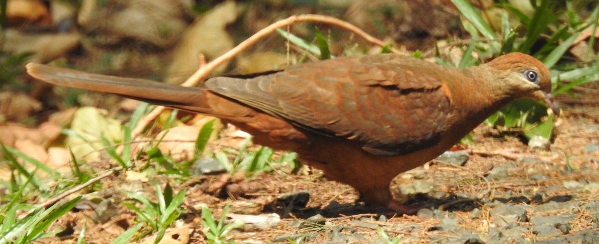 Black-billed Cuckoo-Dove - ML194251121