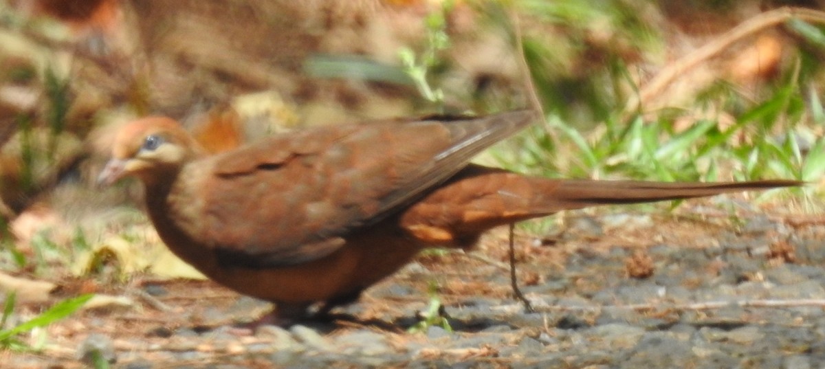Black-billed Cuckoo-Dove - ML194251141