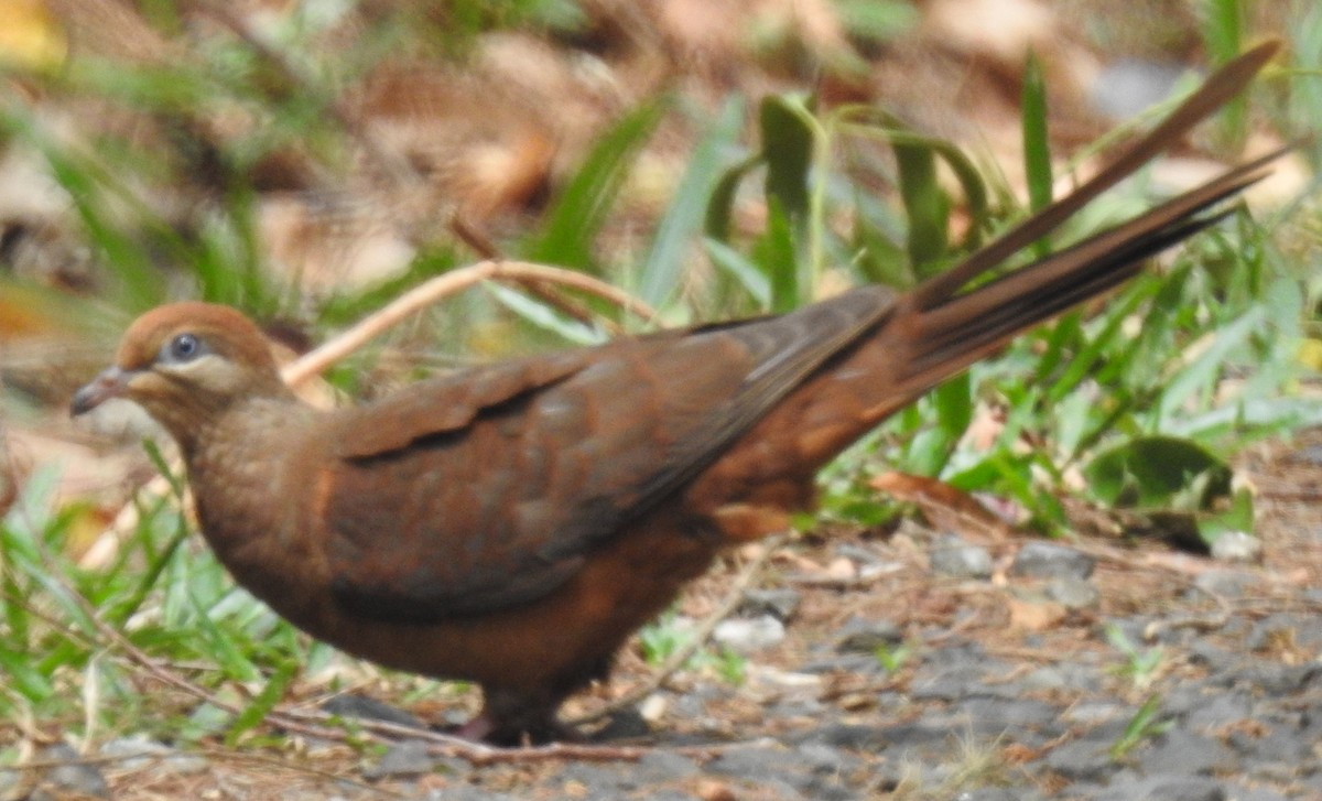 Black-billed Cuckoo-Dove - ML194251151