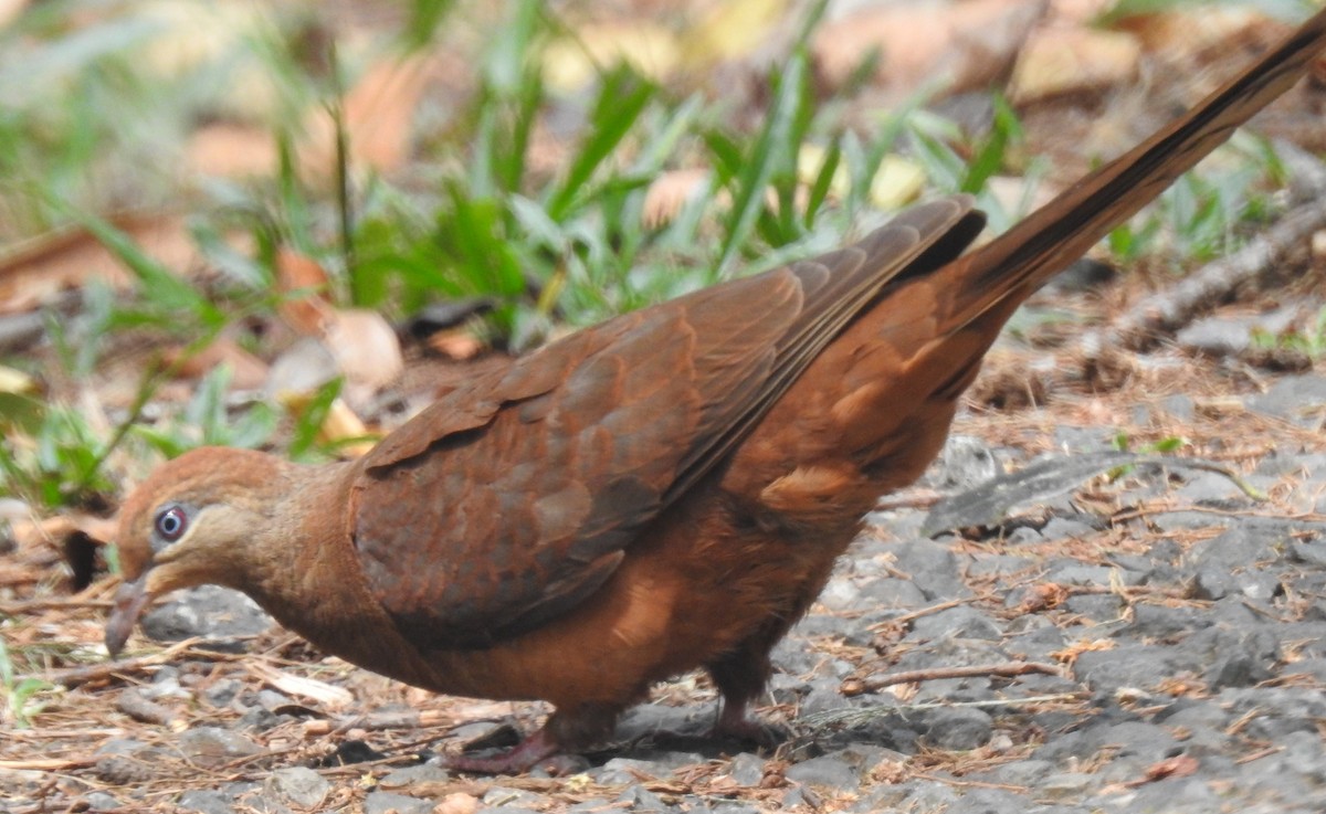 Black-billed Cuckoo-Dove - Michael Grunwell