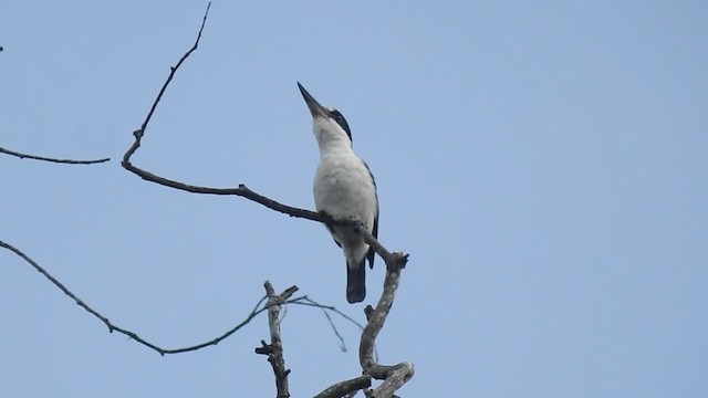 Forest Kingfisher - ML194251621