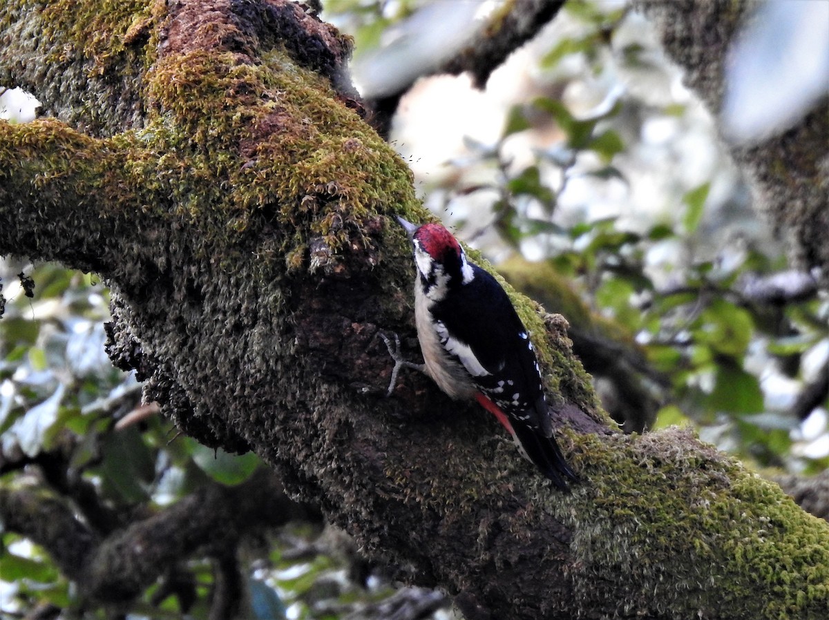 Himalayan Woodpecker - Shivaprakash Adavanne