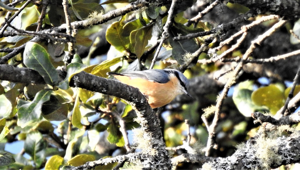 White-tailed Nuthatch - ML194252981