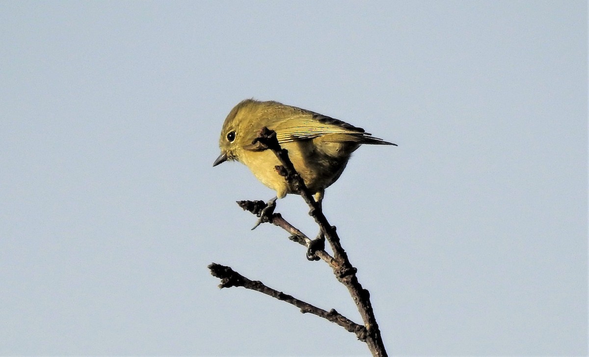 Yellow-browed Tit - ML194252991