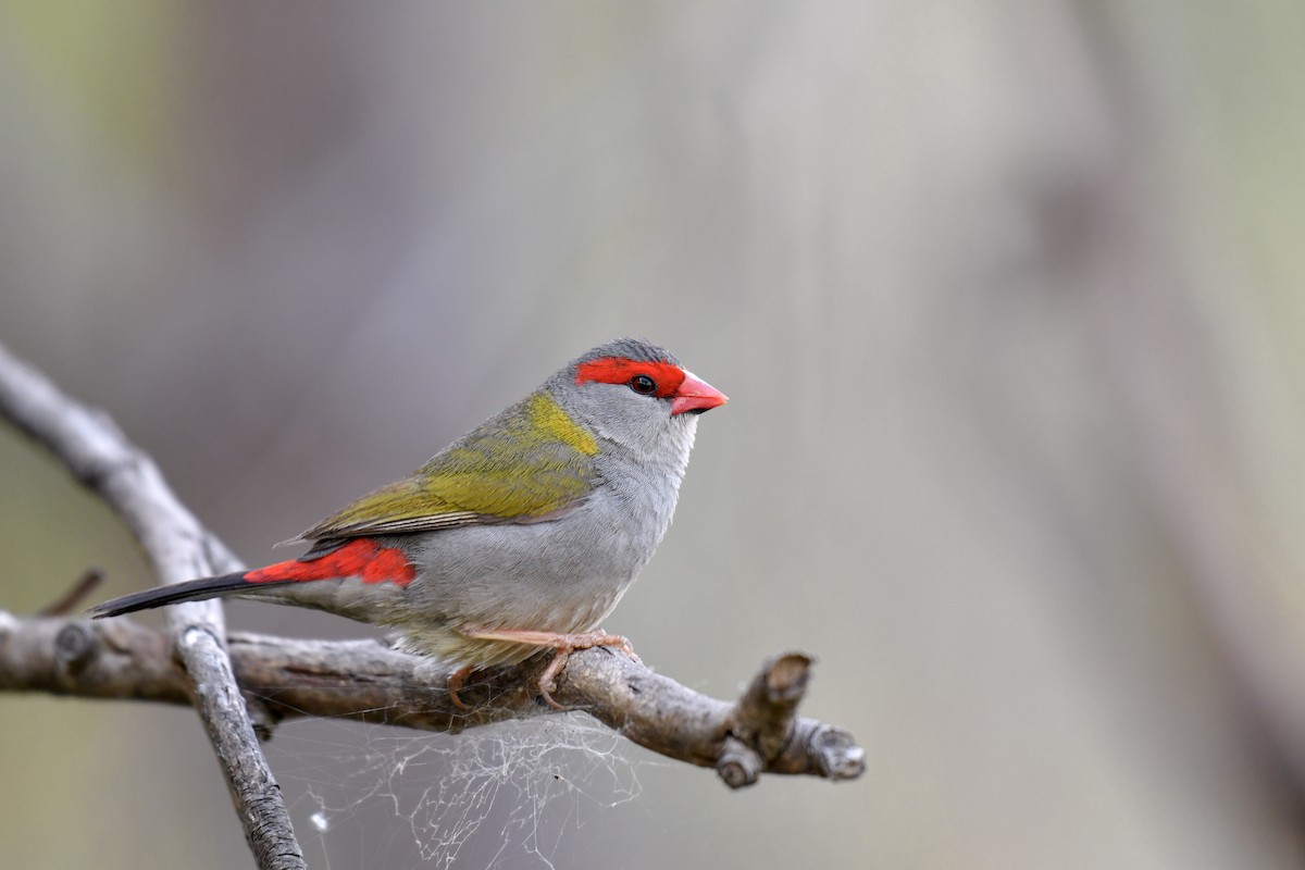 Red-browed Firetail - ML194253651