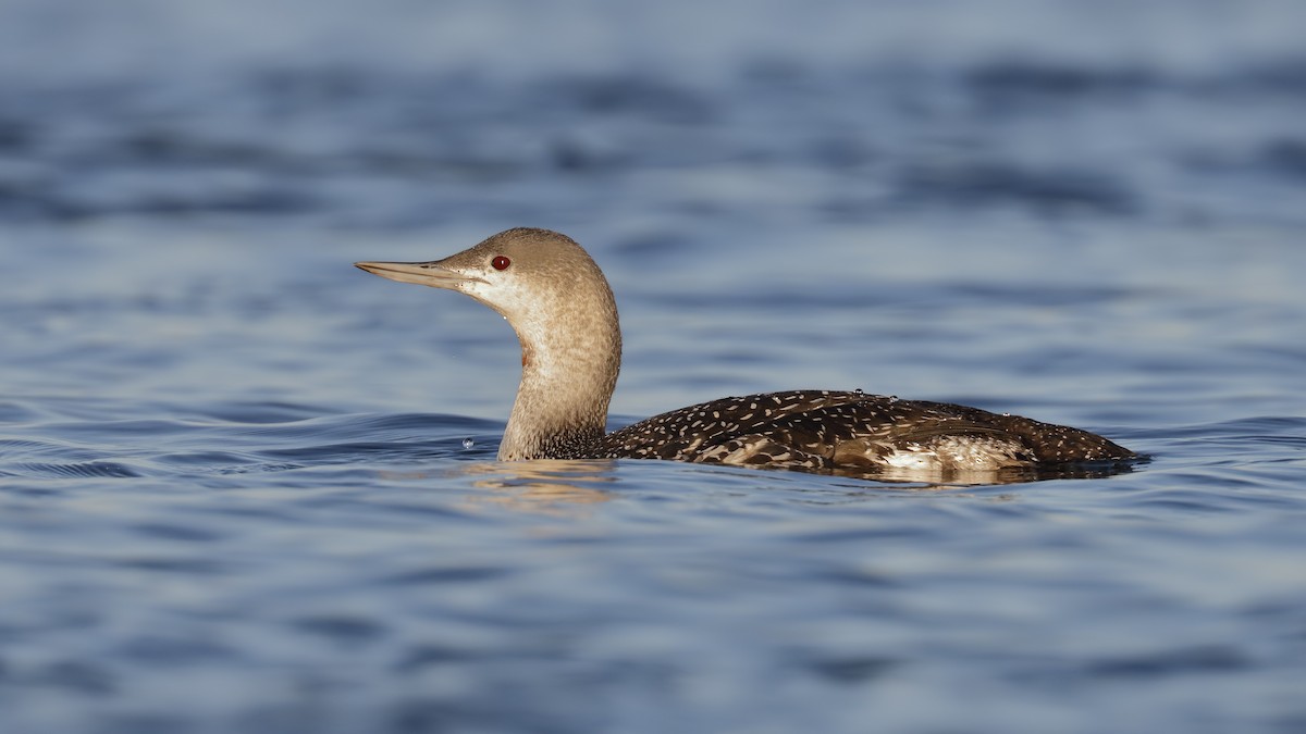 Red-throated Loon - ML194254311