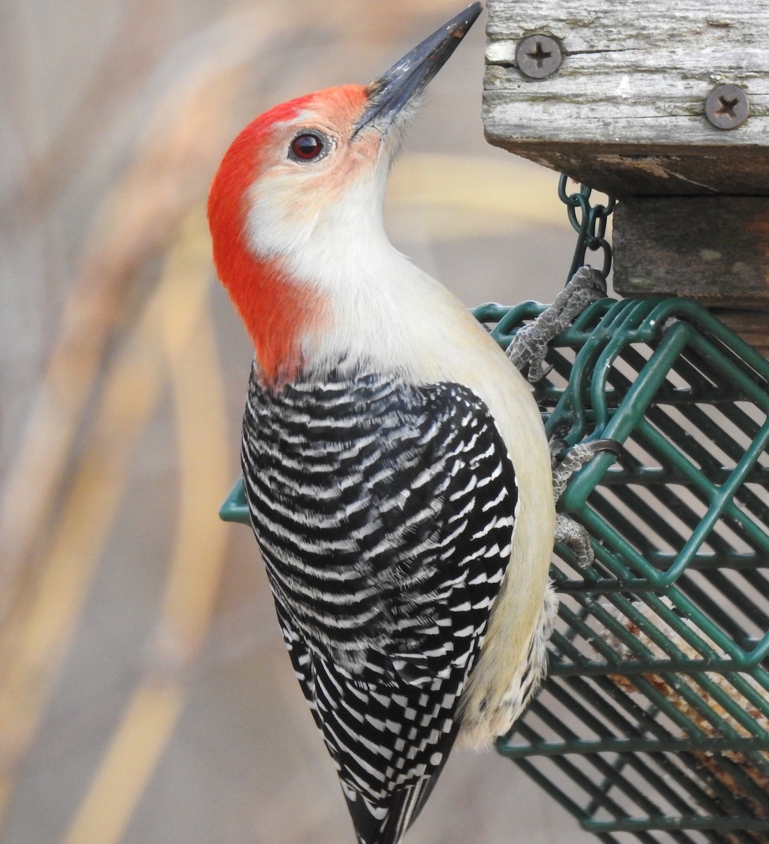 Red-bellied Woodpecker - ML194254511