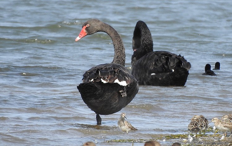 Black Swan - Marie Tarrant