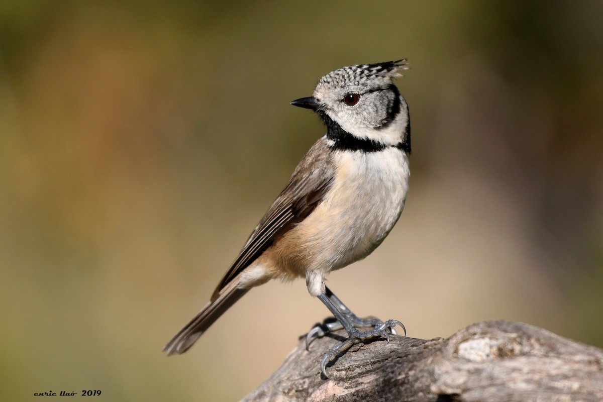 Crested Tit - ML194258361