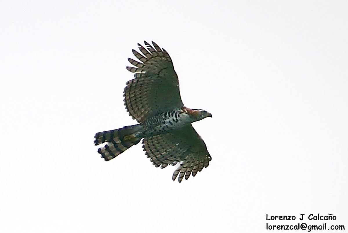 Ornate Hawk-Eagle - Lorenzo Calcaño