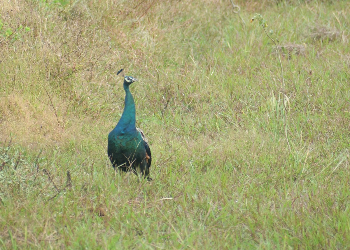 Indian Peafowl - Santhosh Kallingal