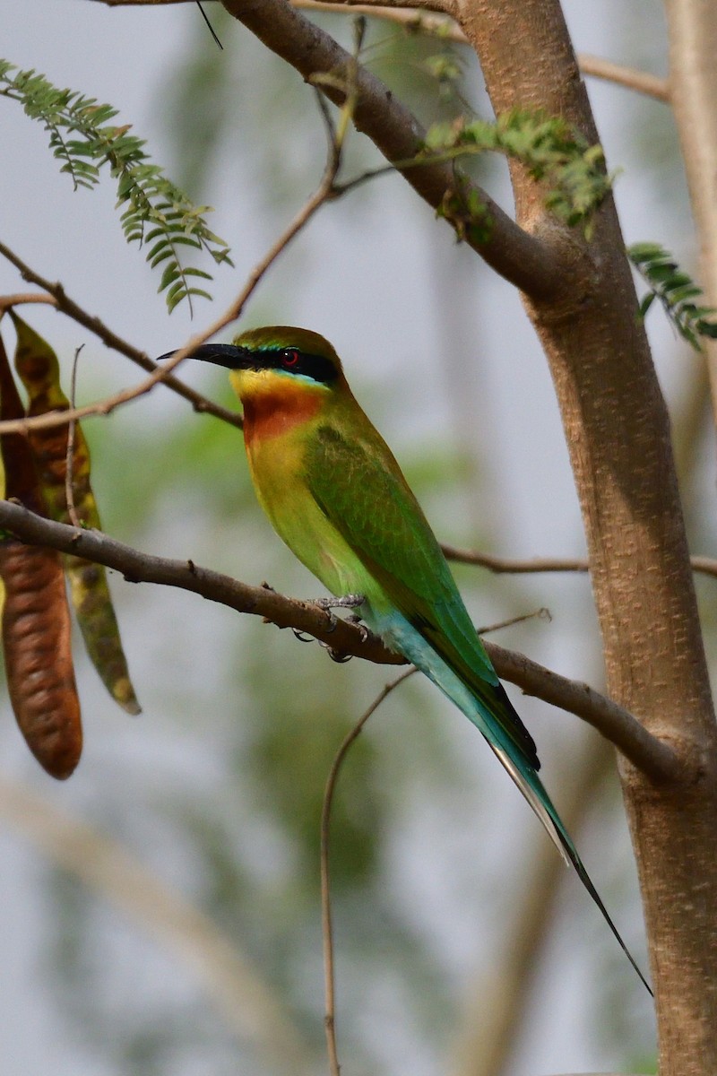 Blue-tailed Bee-eater - ML194266341