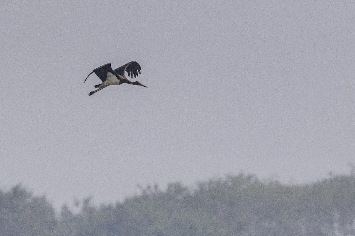 Black Stork - Sriram Reddy